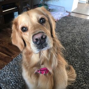 Meet your Posher, Mare